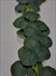 Greenery Garland 6' Eucalyptus  (Silk Leaves)  