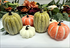 Assortment of Miniature Speckled Pumpkins (Great for Fall Weddings) 