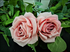 3.5" Silk Dusty Rose Silk Roses
