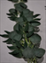 Greenery Garland 6' Eucalyptus with Willow Leaves  (Silk Leaves) 