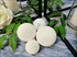 Assortment of Ornaments (White)