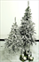 4'/6' Flocked Christmas Tree Set Without Lights **SET FOR WINTER WEDDINGS ONLY**
