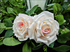 3.5" Silk Blush Silk Roses